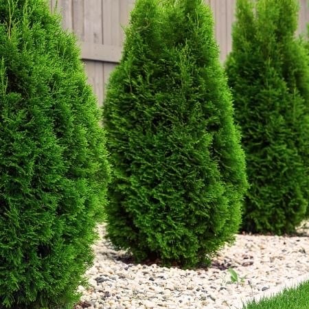 🌲 Samarbete med företag – Thuja Brabant & Smaragd 🌲