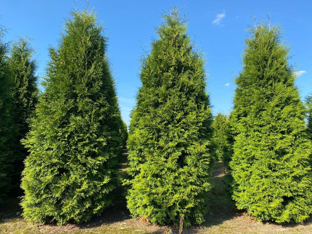 10 meter thujahäck för 10 800 kr – komplett leverans!