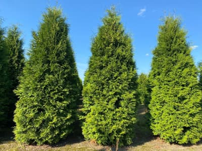 10 meter thujahäck för 10 800 kr – komplett leverans!